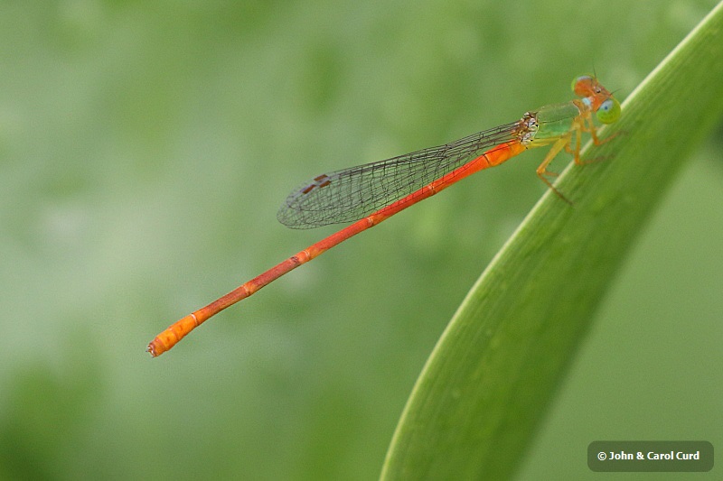 J17_2962 Ceriagrion auranticum male.JPG